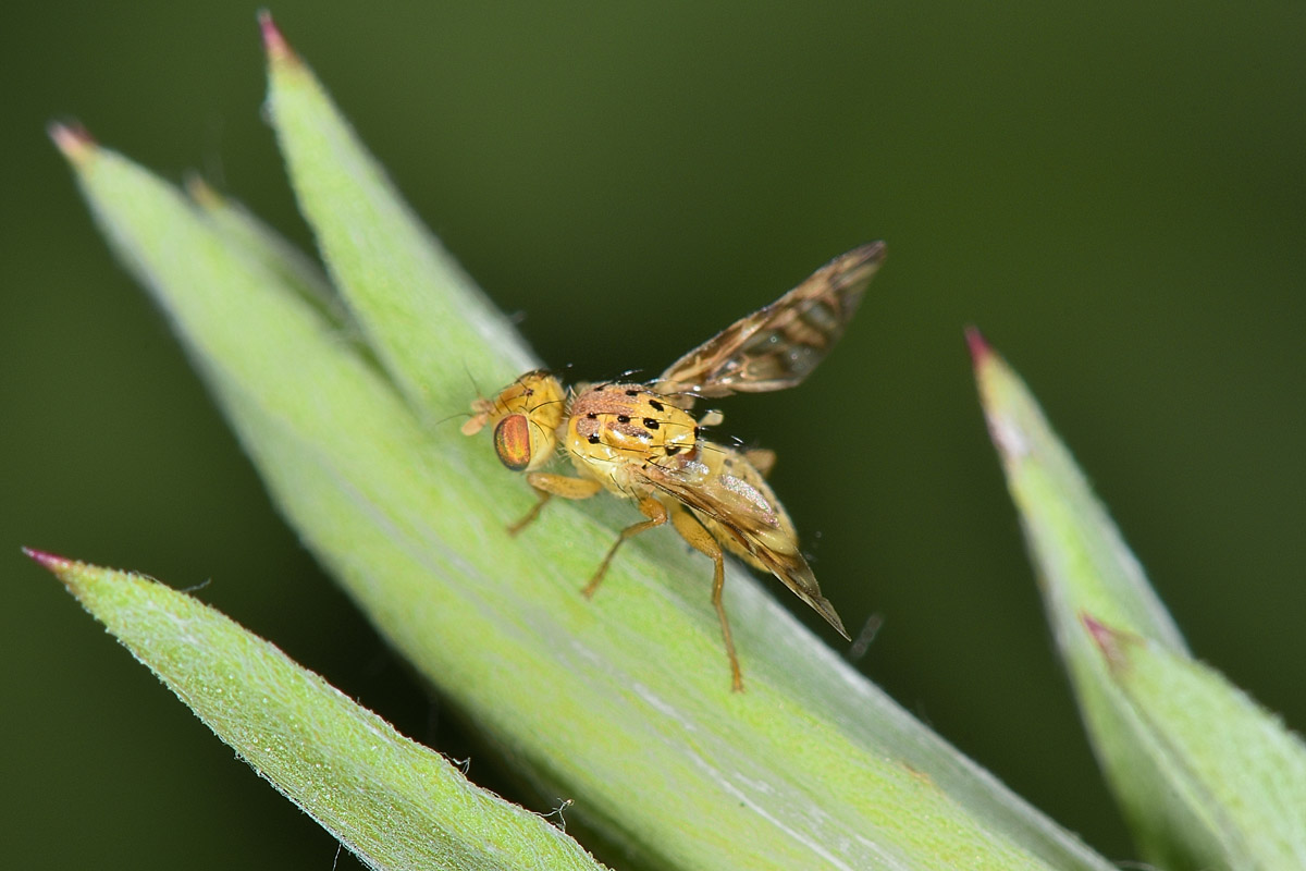 Tephritidae:  Chaetorellia jaceae?  S, femmina